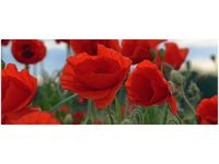 100X40CM MAKI DUNCAN OBRAZ DREWNO