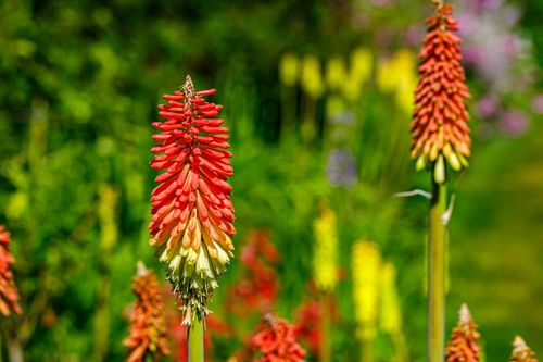 Trytoma groniasta 'Flamenco' Afrykańska Płonąca Pochodnia Kniphofia uvaria na Arena.pl