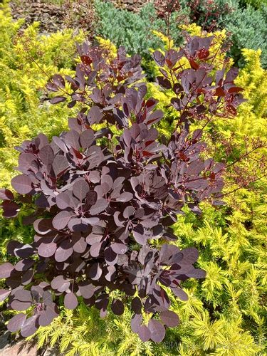 Perukowiec Lilla karłowa odmiana na Arena.pl