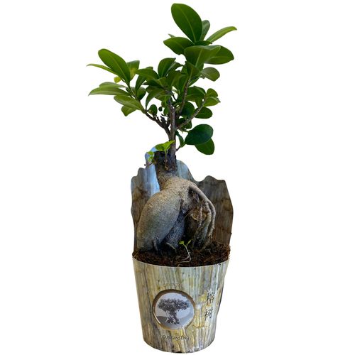 Bonsai Fikus Microcarpa GINSENG 30 cm na Arena.pl