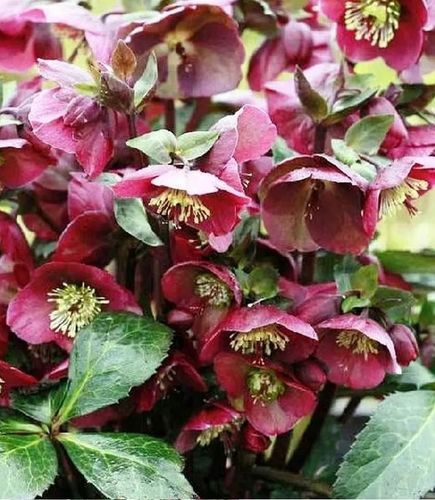 CIEMIERNIK Pretty Ellen Red - sadzonki 10 / 15 cm na Arena.pl