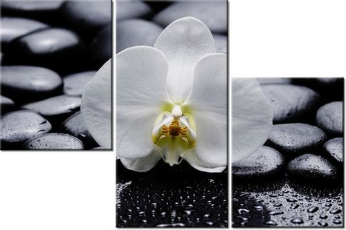 60 90CM OBRAZ 3 ELEM BIAŁY STORCZYK ŚCIENNY DRUK PŁÓTNO na Arena.pl