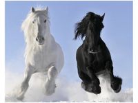 40X50CM BLACK&WHITE OBRAZ