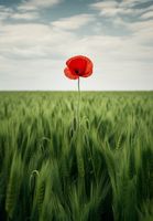 Plakat 68x98cm Samotny Mak na Polu