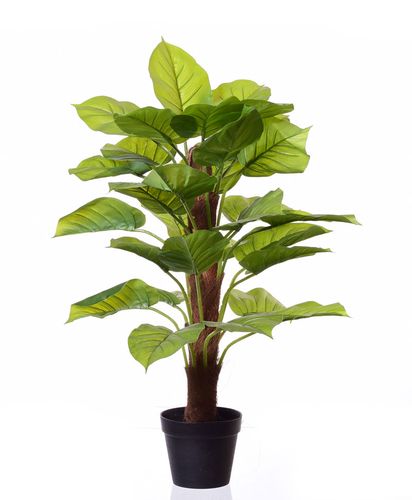 Pothous drzewko na Arena.pl