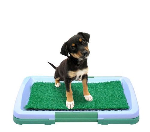 Kuweta dla psa na Arena.pl