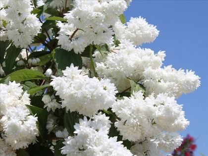Żylistek białe kwiatki DUŻY 80 cm