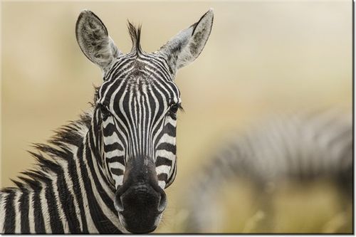 120CM 80CM OBRAZ ŚCIENNY ZEBRA na Arena.pl