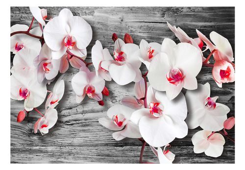 Fototapeta - Oziębłe orchidee 150x105 na Arena.pl