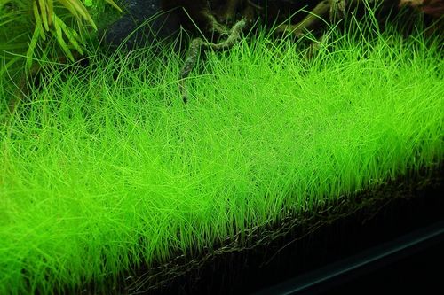 Rośliny do akwarium trawnik Eleocharis Parvula XXL na Arena.pl