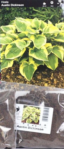 Funkia Hosta Austin Dickinson - nowość na Arena.pl