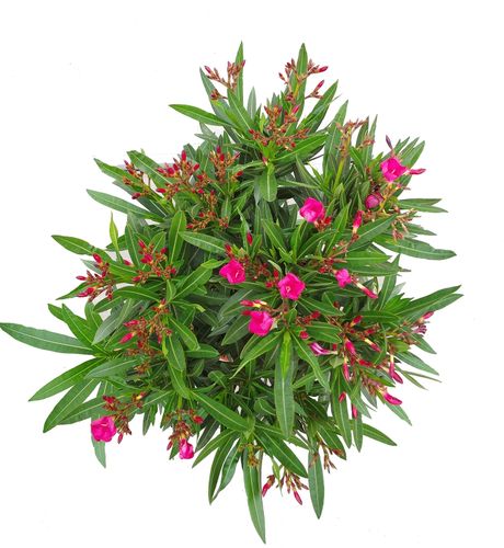 OLEANDER KRZEW  RÓŻÓWY 50cm na Arena.pl
