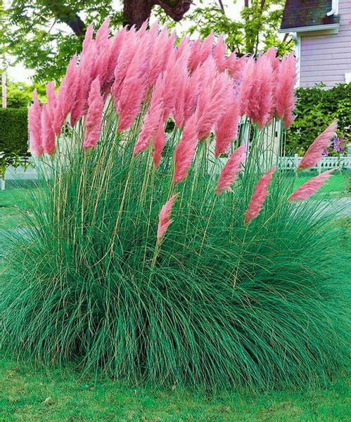 TRAWA PAMPASOWA RÓŻOWA Rosea - sadzonki w doniczkach zdjęcie 1