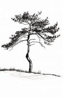 Plakat 53x81cm Samotna Sosna
