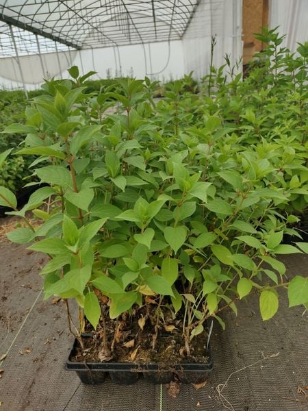 Hortensja Bukietowa MAGICAL FLAME 20-40cm Ognista Czerwień zdjęcie 4