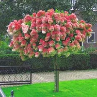 HORTENSJA VANILLE FRAISE na pniu - sadzonki 100 / 120 cm