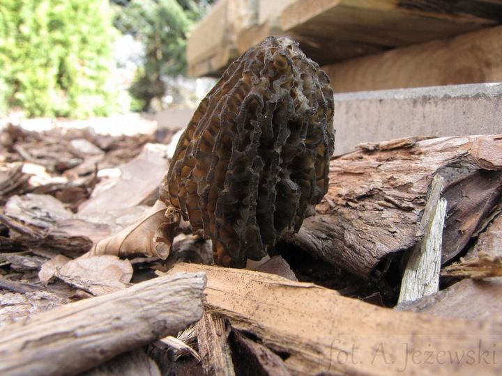 SMARDZE certyfikowana grzybnia zdjęcie 3