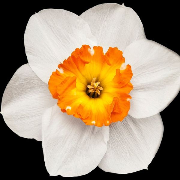 Yodeyma Houston Woda Perfumowana Dla Mężczyzn 50ml zdjęcie 4