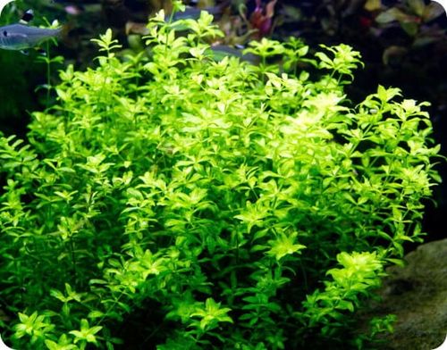 ZESTAW ROŚLIN ŁATWYCH W UPRAWIE NA TRZY PLANY DO AKWARIUM + GRATIS PĘSETA na Arena.pl