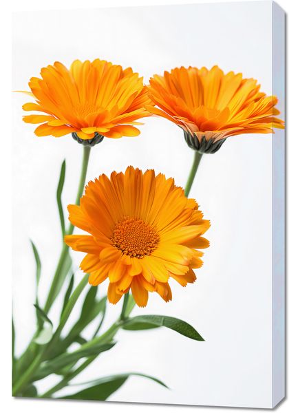 Obraz 60x90cm Słoneczne Kalendule zdjęcie 1