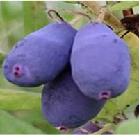 JAGODA KAMCZACKA ZOJKA wielkoowocowe - sadzonki 30 / 50 cm