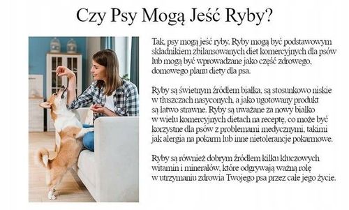 Natural Kitty Premium 100% Tuńczyk & Anchois x 3 na Arena.pl