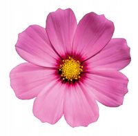 NAKLEJKA samoprzylepna storczyki róże DUŻO WZORÓW