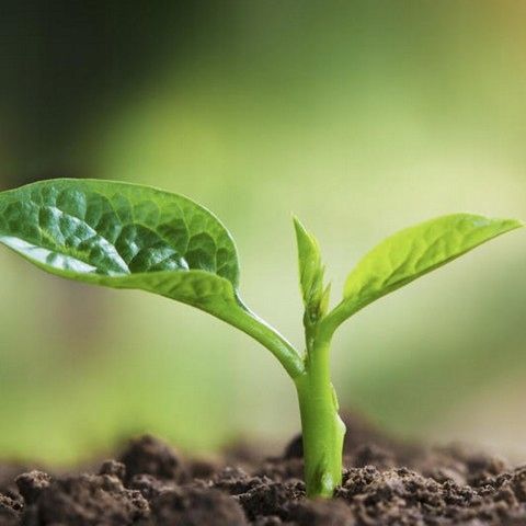 Nawóz Mączka Bazaltowa 25kg Do Róz Kwiatów Roślin Naturalny na Arena.pl