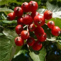 JARZĄB SZWEDZKI szczepiony kolumnowy oryginał - sadzonki 70 / 100 CM