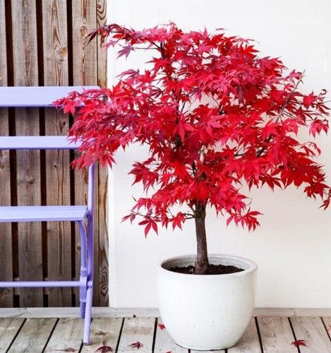 Klon Palmowy ATROPURPUREUM Sadzonka 1L na Arena.pl