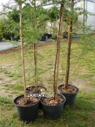 Mikoryza dla DRZEW IGLASTYCH grzybnia na Arena.pl