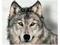 40X50CM SZARY WILK OBRAZ