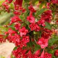 C2 KRZEWUSZKA CUDOWNA WEIGELA RED PRINCE