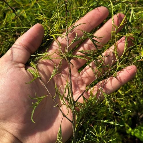 Brzoza brodawkowata 'Karaca' Karłowata Miniaturowa (Betula pendula) 2.0L na Arena.pl