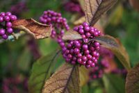 product-compare-63018816