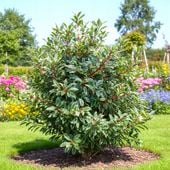 LAUROWIŚNIA IBERYJSKA VARIEGATA DWUKOLOROWY KLEJNOT