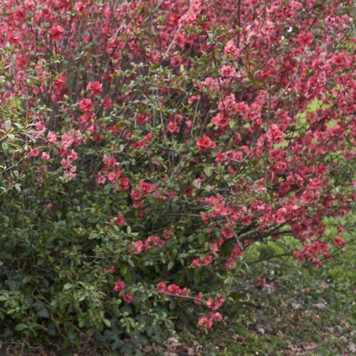 Pigwowiec PINK LADY Różowy Sadzonki w doniczkach Owoce pełne witamin na Arena.pl