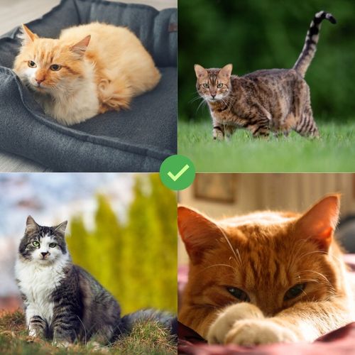 PREPARAT NA PCHŁY I KLESZCZE DLA KOTA NA PÓŁ ROKU KROPLE 6 SZT DIMETHICON na Arena.pl