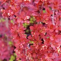 Berberys Thunberga 'Red Pillar' (Berberis thunbergii) Doniczka 2.0L