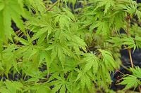GK KLON PALMOWY ACER PALMATIUM
