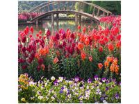 50X50CM MOSTEK WŚRÓD KWIATÓW OBRAZ