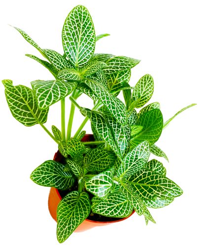 FITTONIA White Angel 15cm na Arena.pl