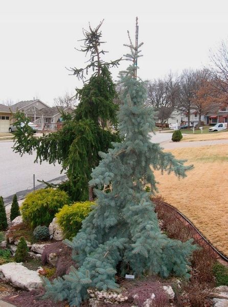 Świerk Kłujący Glauca Pendula 30-50cm C3 zdjęcie 4