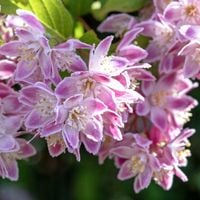 Żylistek mieszańcowy Żylistek STRAWBERRY FIELDSFIELDS Doniczka 9 x 9cm (P9)