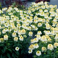 JEŻÓWKA CARA MIA SANDS - sadzonki w doniczkach