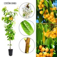 Czereśnia Bianca bardzo słodka odporna odmiana 100-150 cm