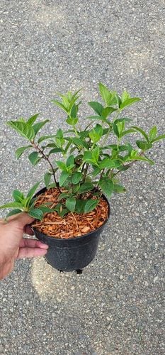 HORTENSJA bukietowa FRAISE MELBA INTENSYWNA CZERWIEŃ DUŻA XXL sadz. C2 na Arena.pl