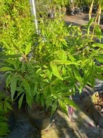 Trzmielina oskrzydlona Blade Runner krzew ognisty