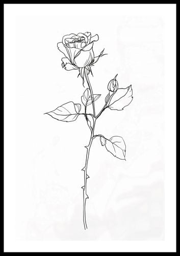 Plakat 40x60cm Kontur Róży na Arena.pl