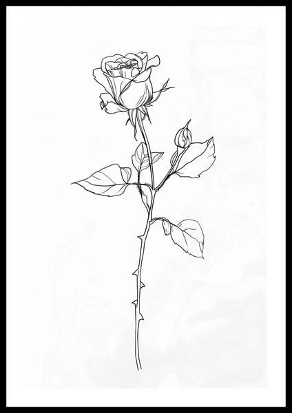 Plakat 40x60cm Kontur Róży zdjęcie 3